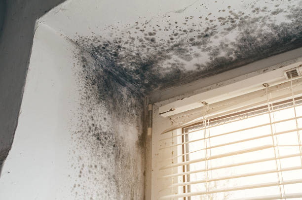 Affordable Basement Mold Removal solutions in Warrenton, OR